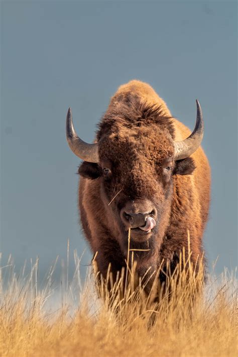 Bison Rocky Mountain Arsenal National Wildlife Refuge Cory Galvan