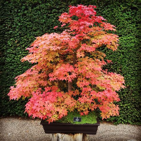 Acer Palmatum Deshojo Japanese Maple Deshojo In Gardentags Plant