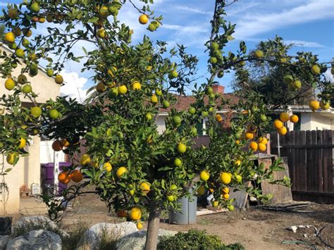 Fruit Salad Trees: How to Grow and Care for in Australia