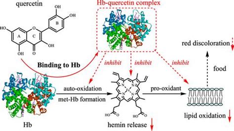 槲皮素与血红蛋白的结合减少了血红素的释放和脂质氧化journal Of Agricultural And Food Chemistry