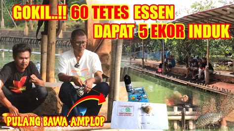 Gokil Tetes Essen Dapat Ekor Induk Pulang Bawa Amplop