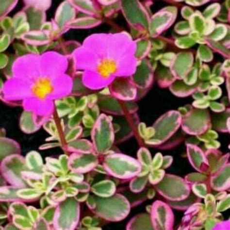 bungga portulaka lazada indonesia