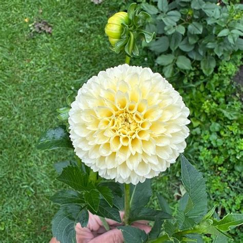 Dahlia Tubers Canada Retail Bulk Replanted Flower Farm Deep River On — Replanted Farm