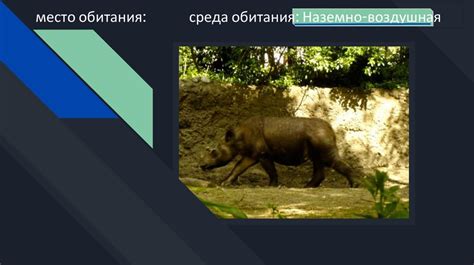 Непарнокопытные - презентация онлайн