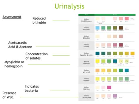 Urinalysis Study Guide Flashcards Quizlet