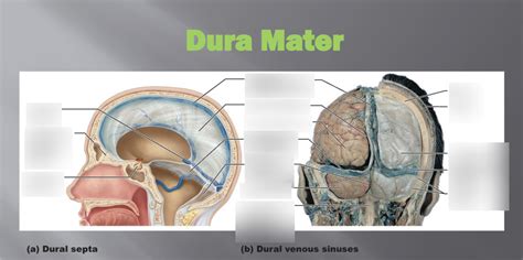 Dura Mater Diagram | Quizlet