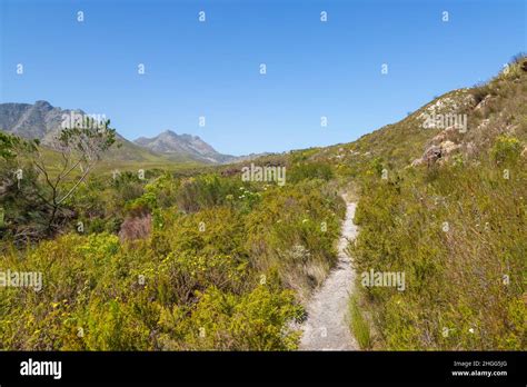 Fynbos Landscape In The Kogelberg Nature Reserve In The Western Cape Of