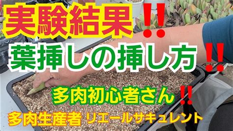 【多肉植物】【ガーデニング】多肉初心者🔰さん‼️葉挿しの挿し方‼️考え方‼️and実験結果‼️2021年10月22日 Youtube