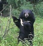 Balochistan Bear – Wildlife of Pakistan