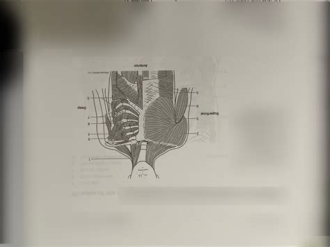 Anatomy Lab Diagram Quizlet