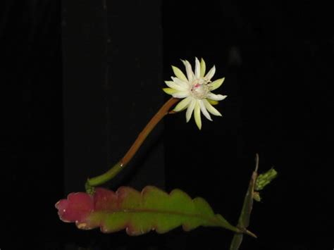 Subespecie Epiphyllum Phyllanthus Phyllanthus Inaturalist Ecuador