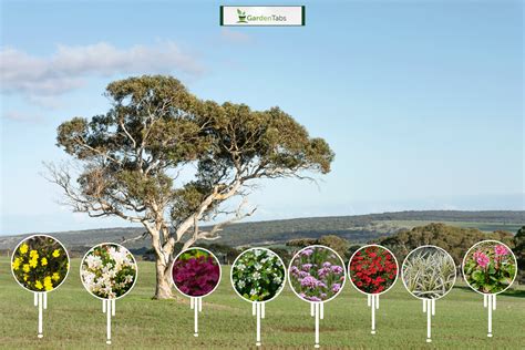 What To Plant Under Gum Trees