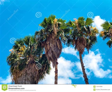 Beautiful Blue Sunny Day Palm Trees In Hot Summer Day Against Sky