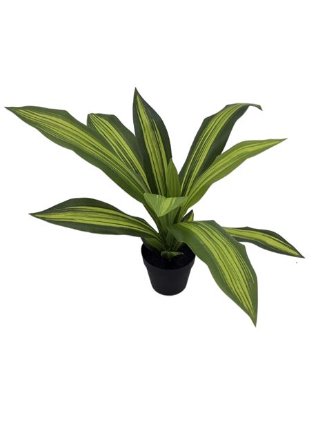 Dracaena Fragrans Bonsai With 12 Leaves - CNR Silkplants