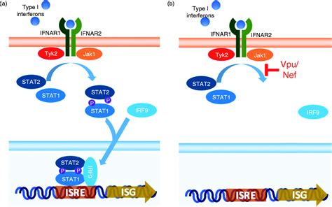 Hiv Blocks Type I Ifn Signaling Through Disruption Of Stat