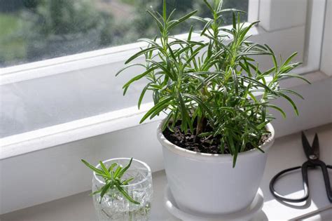 Guide to Growing Rosemary Indoors | LoveToKnow