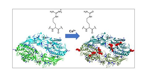 Autocitrullination And Changes In The Activity Of Peptidylarginine