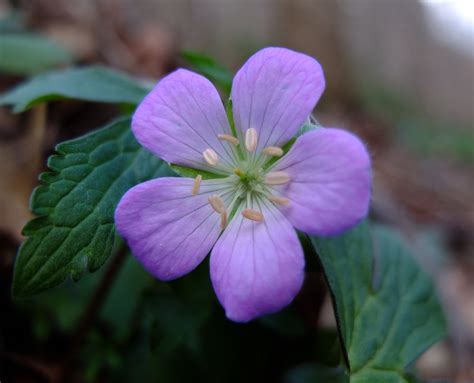 Spotted Geranium — Geranium Maculatum Nomad Seed Project