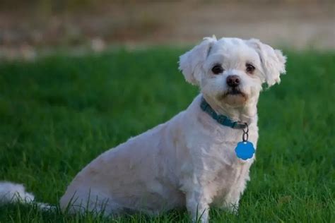 25+ Best Maltipoo Haircuts Ideas to Groom Your Dog - Pets Nurturing