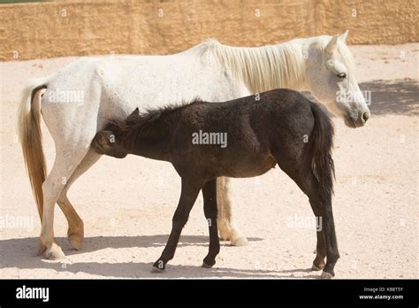 rare Skyros horse pony endangered Greece Stock Photo - Alamy