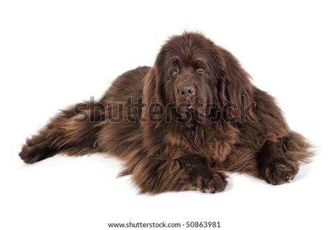 High Key Portrait Adult Newfoundland Terrier Stock Photo Edit Now