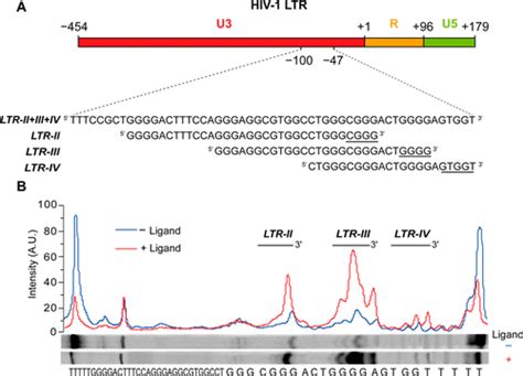 Major G Quadruplex Form Of Hiv 1 Ltr Reveals A 3 1 Folding Topology