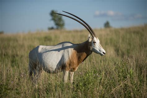 Scimitar-Horned Oryx Reintroductions | The Wilds