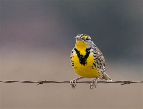 Western Meadowlark Greg In San Diego