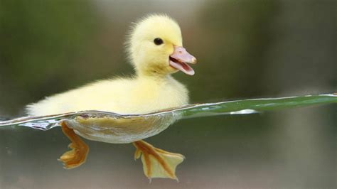 Cute Baby Mallard Ducks