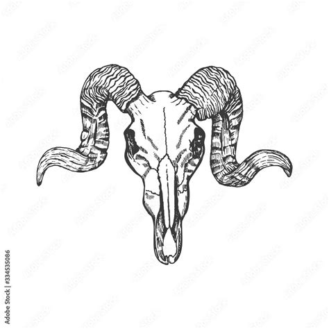 Ram skull hand drawn vector sketch. Animal skull with horns isolated on ...