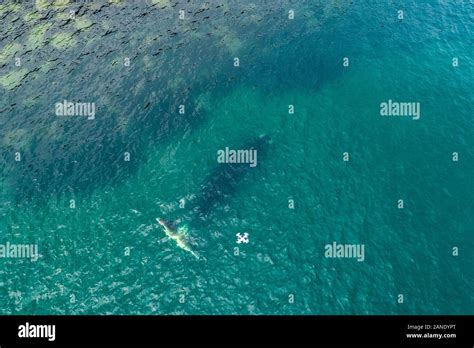 Bowhead Whale Greenland Right Whale Hi Res Stock Photography And Images