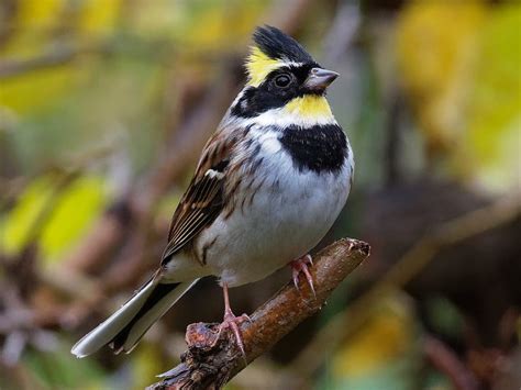 Yellow Throated Bunting Emberiza Elegans Birds Of The World