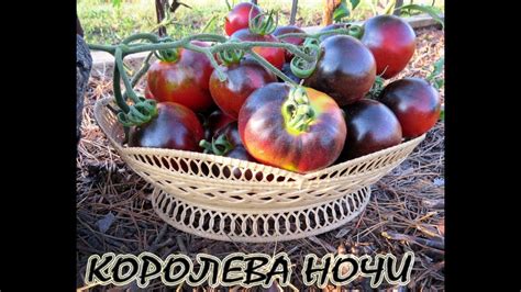 КОРОЛЕВА НОЧИ - YouTube