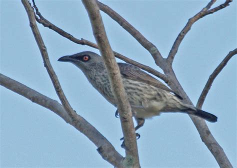 Singing Starling Aplonis Cantoroides · Inaturalist