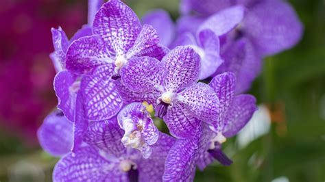 How To Plant Grow And Care For Vanda Orchids