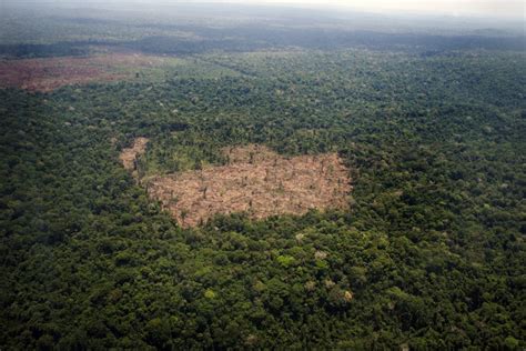 Deforestation Of The Brazilian Amazon Has Reached New Records West Herald