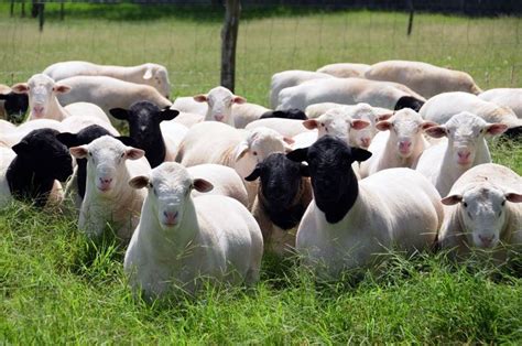 Razas Ovinas Dedicadas A Producci N De Carne Tvagro Por Juan Gonzalo