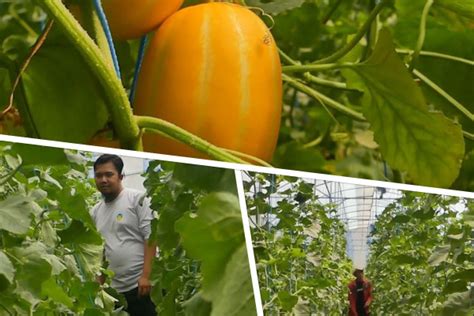 Petani Milenial Kembangkan Hidroponik Melon Raup Omzet Hinga Rp75 Juta