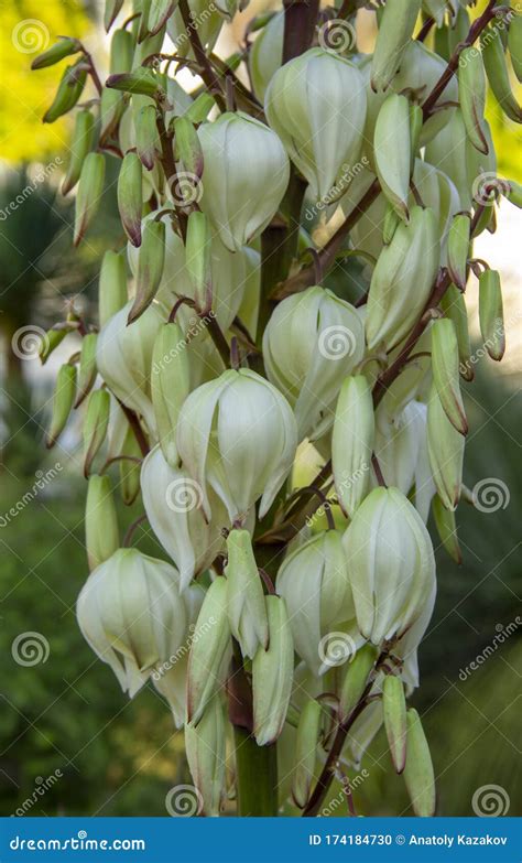 Blooming Yucca Gloriosa Perennial Evergreen Monoecious Plant