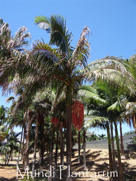 Archontophoenix Cunninghamia Mundi Plantarum