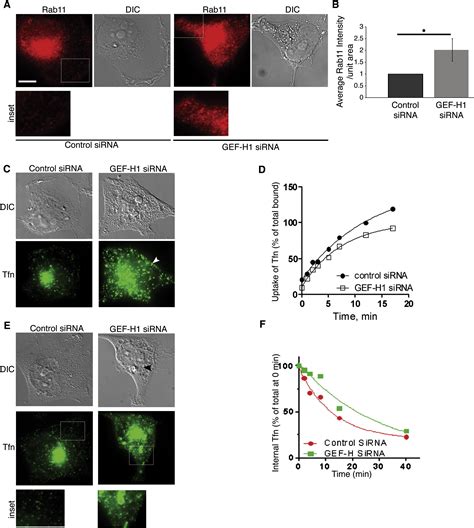 The Microtubule Associated Rho Activating Factor GEF H1 Interacts With