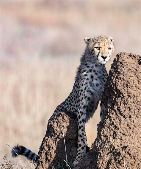 Premium Photo Animals Hunting