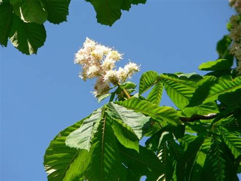 white chestnut tree flowers - Earth Buddies