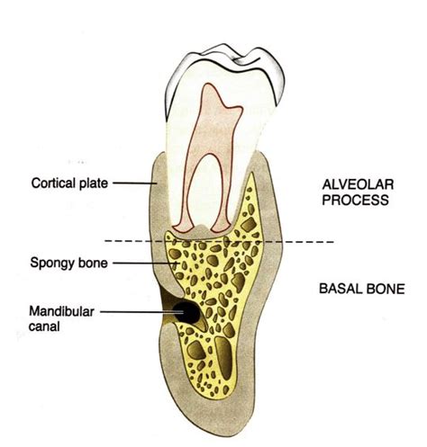 Tooth Extraction Healing Implantation Part 59 OFF