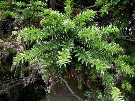 Bunya Bunya Pine Pics4learning