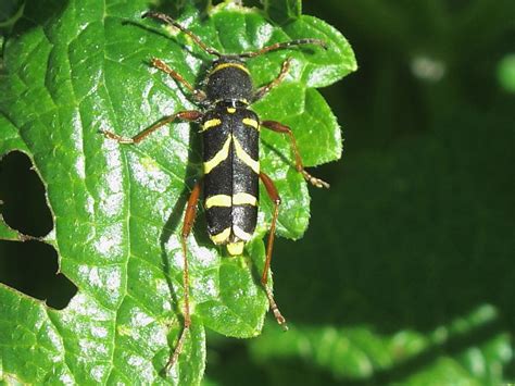 Wasp Beetle (Clytus arietis) | Wildlife Insight