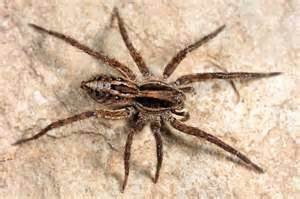 Wolf Spider Schizocosa Bugguide