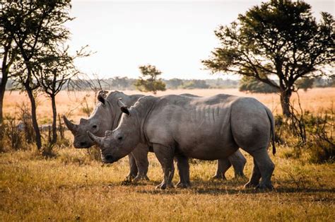 Recordaantal Neushoorns Gestroopt In Delta Botswana Nrc