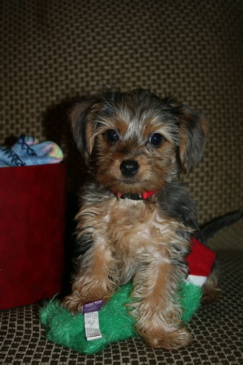 Dorkie Dachshund Yorkie Mix Info Temperament Lifespan Puppies