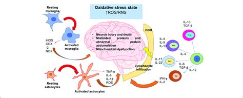 The Oxidative Stress State Induces Neuroinflammation And